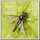 Bibio sp - Haarmuecke m03.jpg